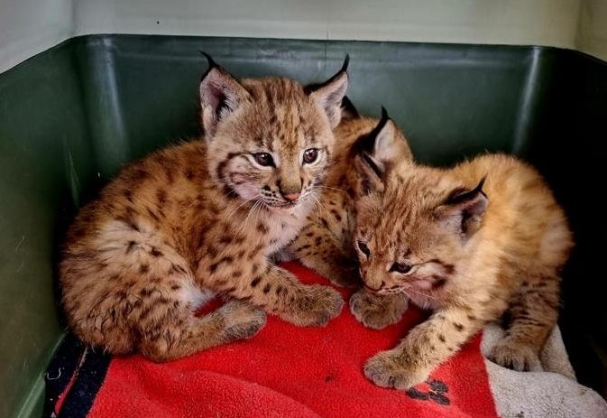 Asslinger Raubkatzen geht es gut