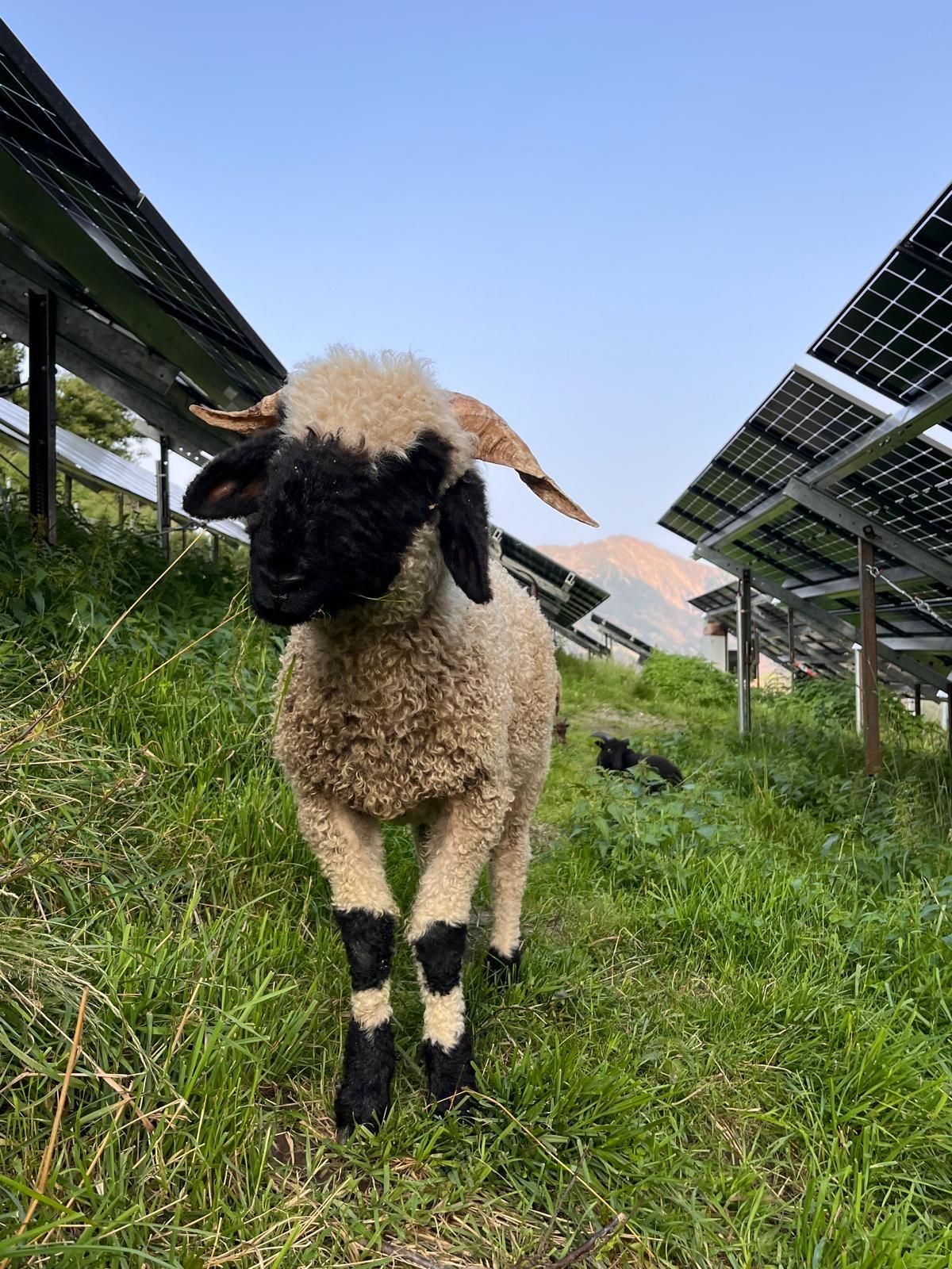Schaftbeweidung Solarpark Virgental Foto: Gemeinde Virgen